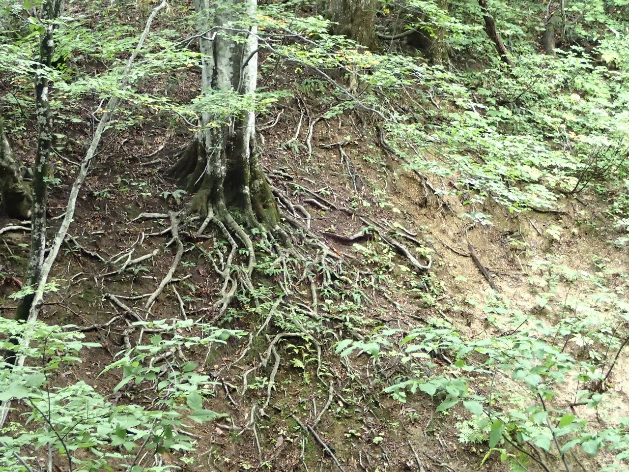 ④急斜面で根が露出しているブナ。