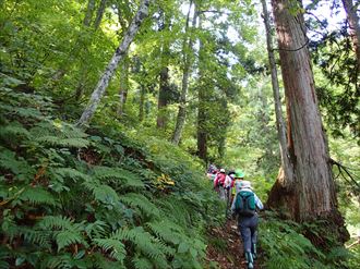 登山道はブナなどの広葉樹と天然杉に覆われている。